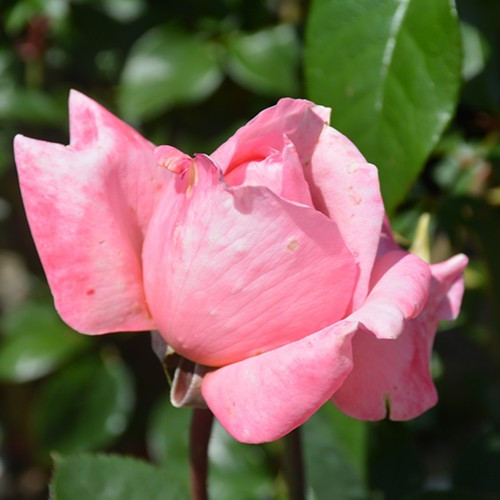 Sweet Mademoiselle Hybrid Tea Rose