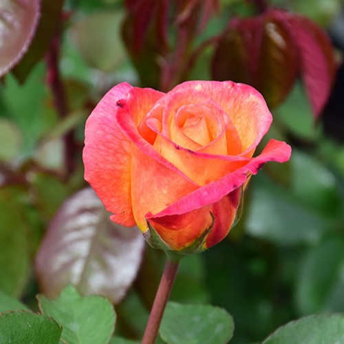 Sheila's Perfume Floribunda Rose