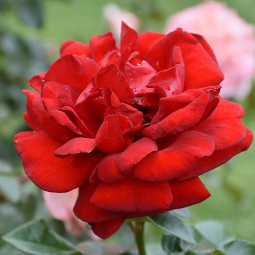 Desmond Tutu Floribunda Rose
Sunbelt Desmond Tutu Floribunda Rose