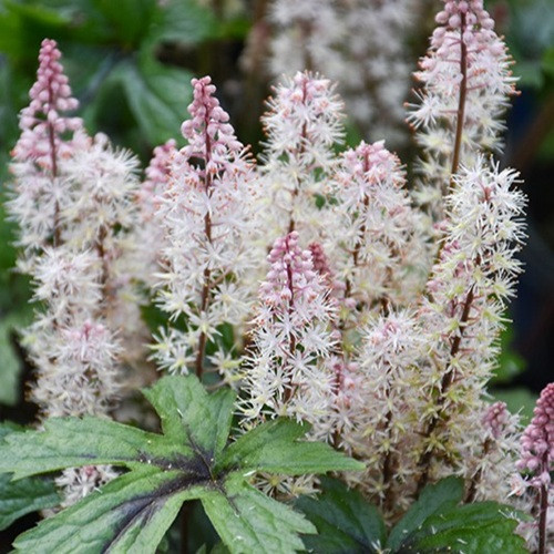 Pink Skyrocket Foamflower