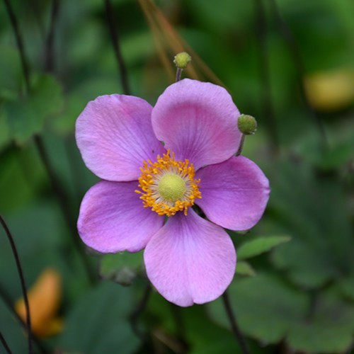 Lucky Charm Japanese Anemone
Lucky Charm Anemone