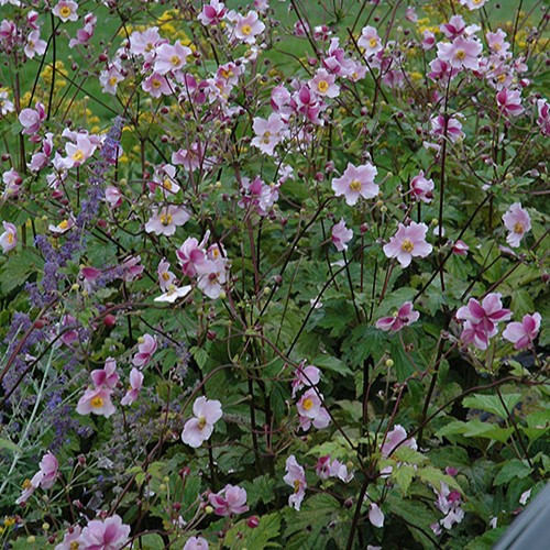 Grapeleaf Anemone
Robustissima Anemone