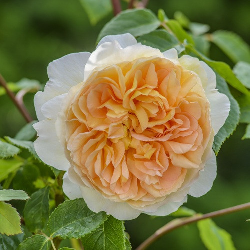 Bathsheba David Austin Rose