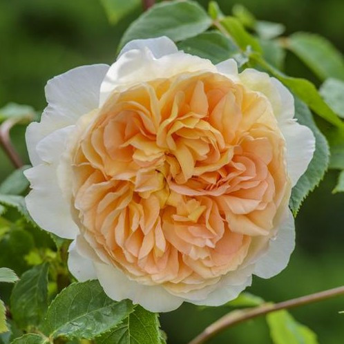 Bathsheba David Austin Rose