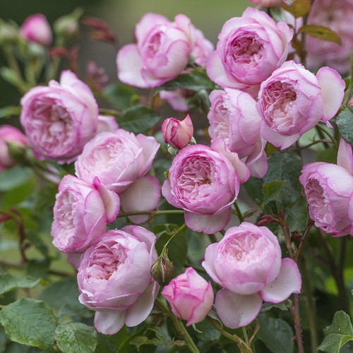 The Mill on the Floss David Austin Rose