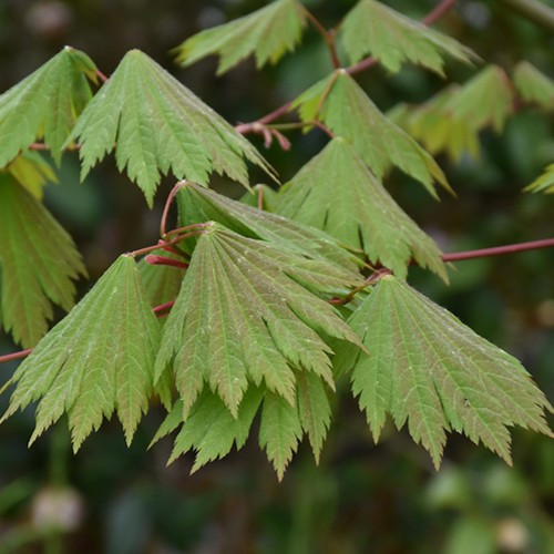 Emmett's Pumpkin Fullmoon Japanese Maple