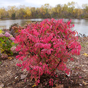 Fire Ball Seedless Burning Bush
proven winners