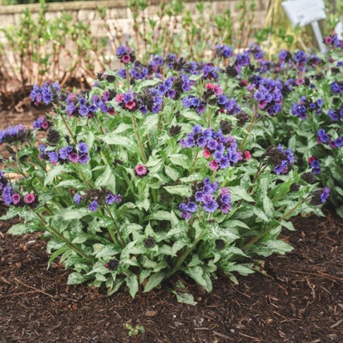 Silver Scimitar Lungwort