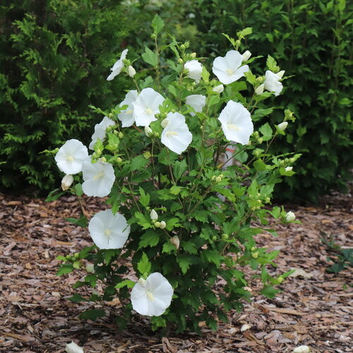 Paraplu Pure White Rose of Sharon