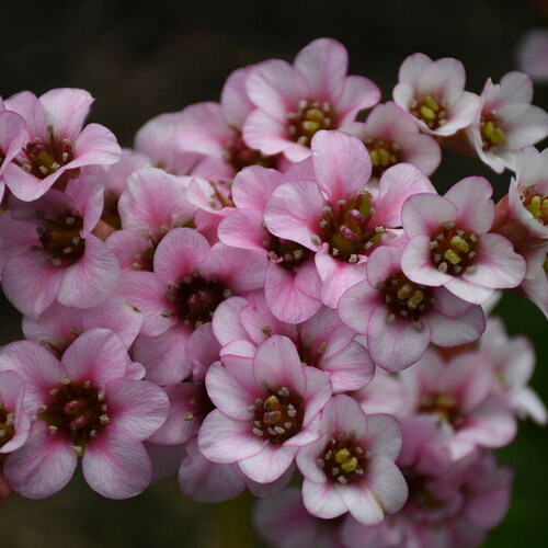 Peppermint Patty Bergenia
Pigsqueak