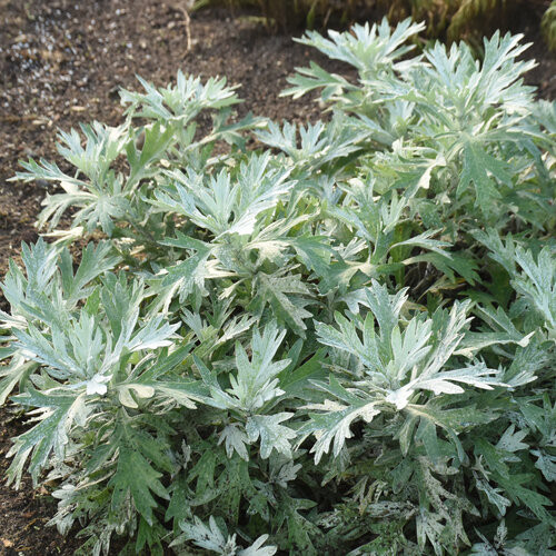 Silver Lining White Sagebrush
proven winners
