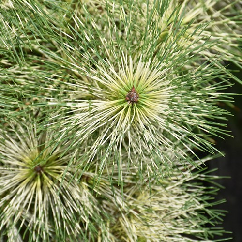 Golden Ghost Japanese Red Pine