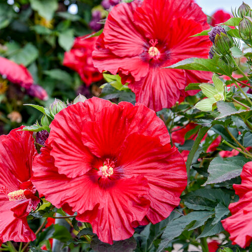 Hibiscus Garnet Globes
Garnet Globes Rose Mallow 
proven winners
