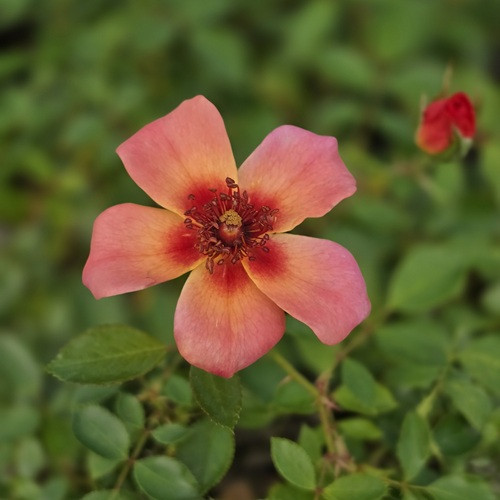 Flower Carpet Peach Rose