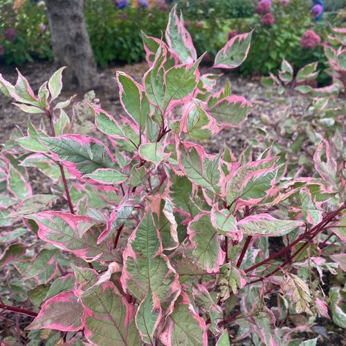 sgt. pepper Dogwood