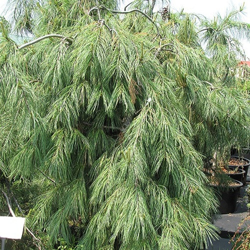 Weeping White Pine