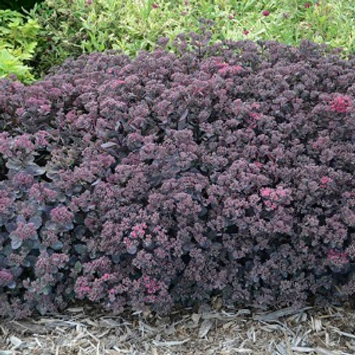 Sedum - SunSparkler® Dazzleberry