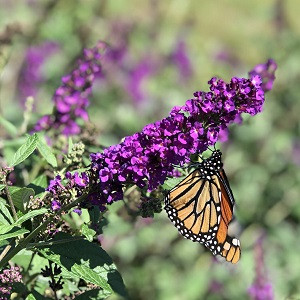 Miss Violet Butterfly Bush