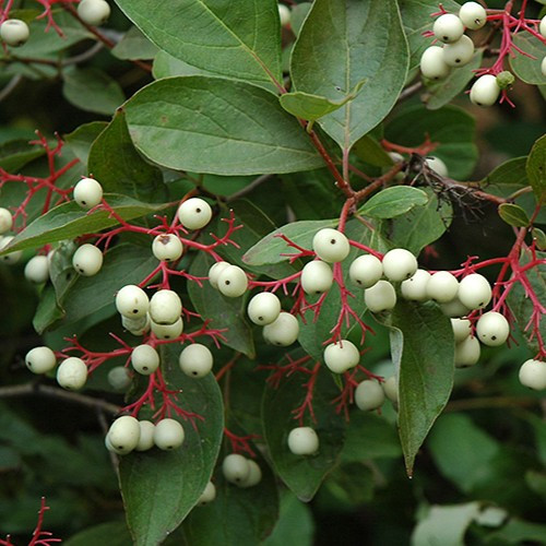 Gray Dogwood
Cornus racemosa
