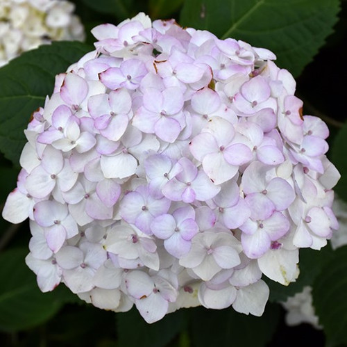 Frill Ride Hydrangea Flaunts Ruffled Flowers That Burst with Color