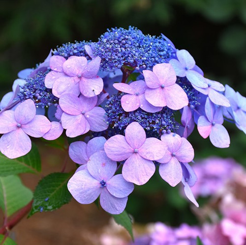 Endless Summer Twist-n-Shout Hydrangea