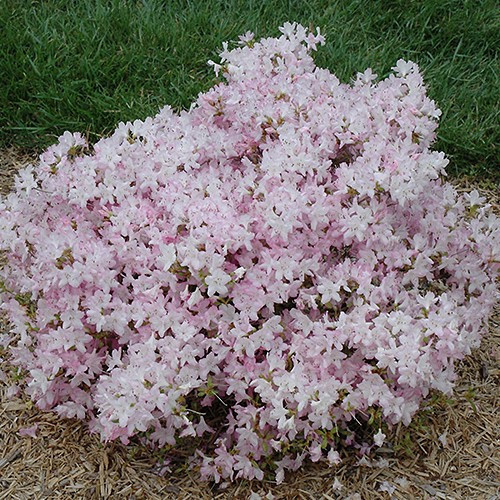 Bubblegum Rhododendron