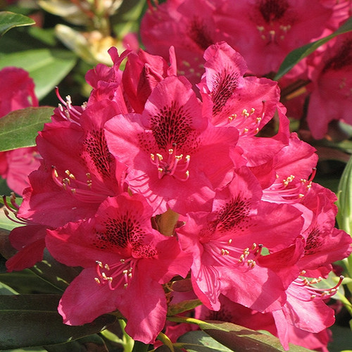 Nova Zembla Rhododendron