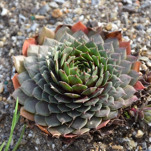 Chick Charms Cinnamon Starburst Hens And Chicks