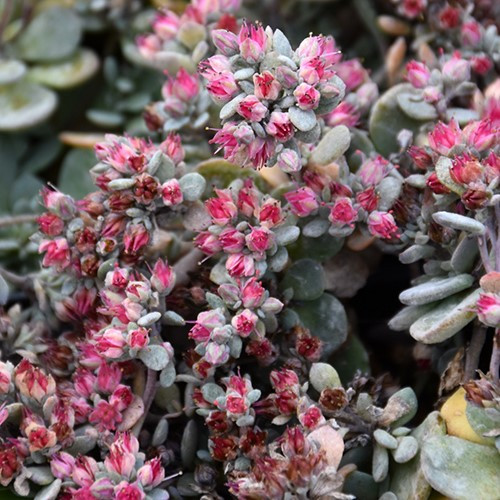 Blue Elf Sedoro Sedum Blue Elf Sedoro Sedum