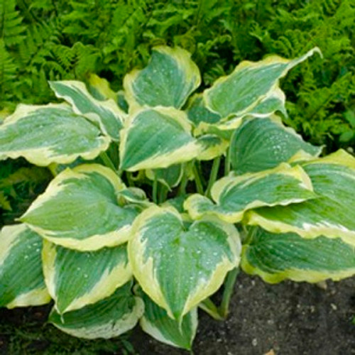 Hosta Island Breeze  Bluestone Perennials