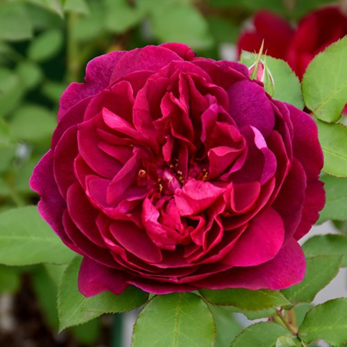 Darcey Bussell David Austin Rose