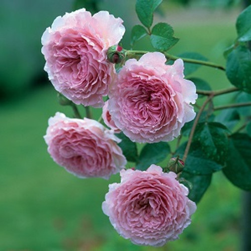 James Galway David Austin Rose