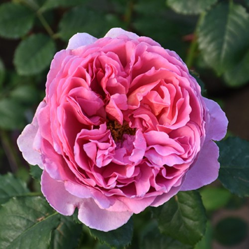 Princess Alexandra of Kent David Austin Rose