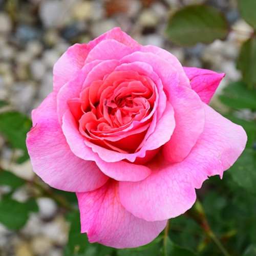 Princess Alexandra of Kent David Austin Rose