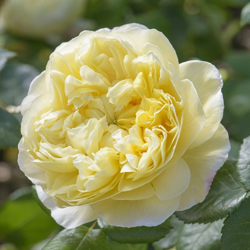 Charles Darwin David Austin Rose