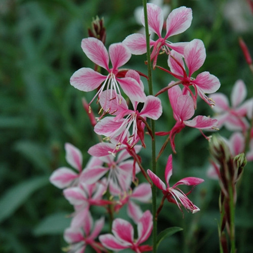 Siskiyou Pink Gaura