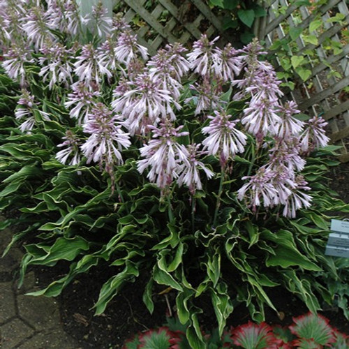 Praying Hands Hosta