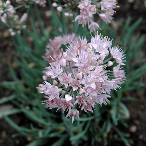 Allium