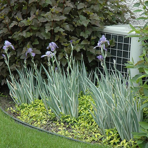 Variegated Sweet Iris