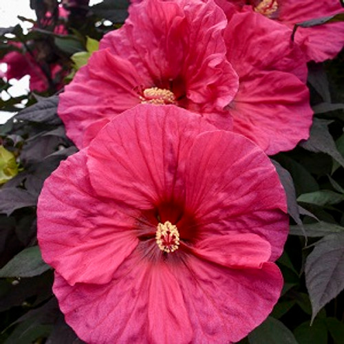 Hibiscus - Summerific® Evening Rose