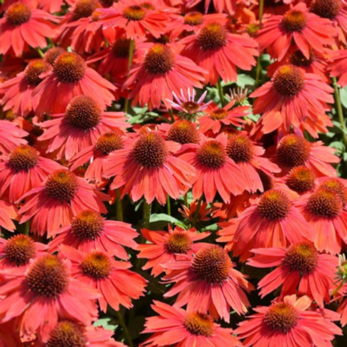 Sombrero Salsa Red Coneflower
Sombrero Salsa Red Echinacea