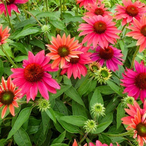 Echinacea Sombrero Tres Amigos