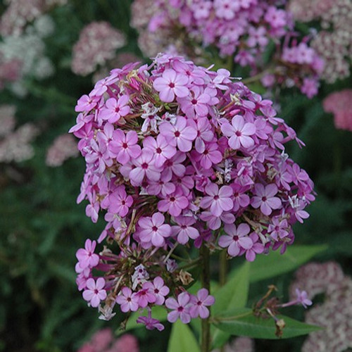 Phlox paniculata - Peppermint Twist Garden Phlox - Sugar Creek Gardens