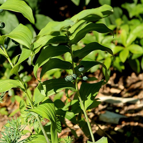 Solomon's Seal
Polygonatum multiflorum