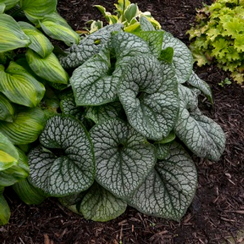 Jack of Diamonds Brunnera