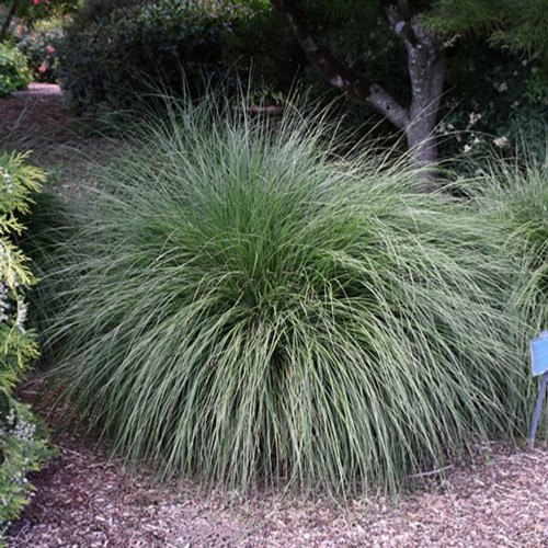 Hameln Dwarf Fountain Grass