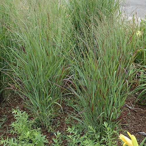 Shenandoah Reed Switch Grass