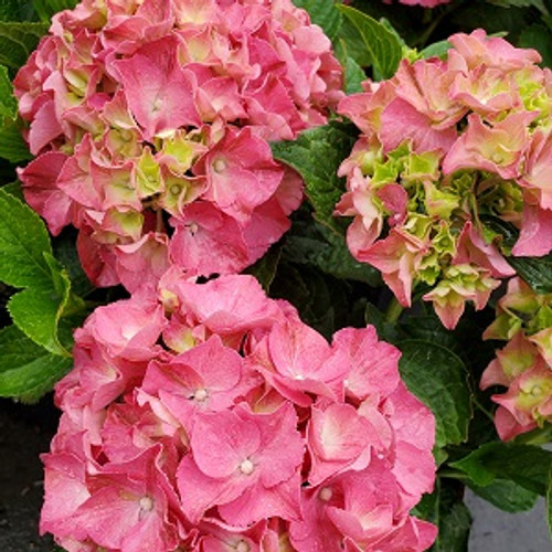 Forever Pink Hydrangea