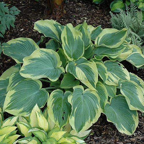 Earth Angel Hosta