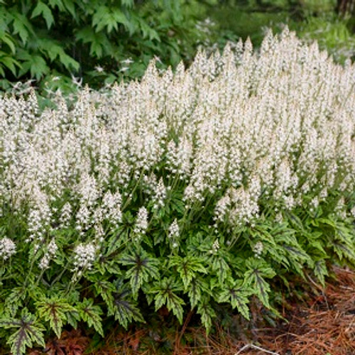 Cutting Edge Tiarella